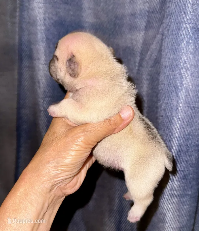 Milky – French Bulldog puppy for sale in Greensboro, NC