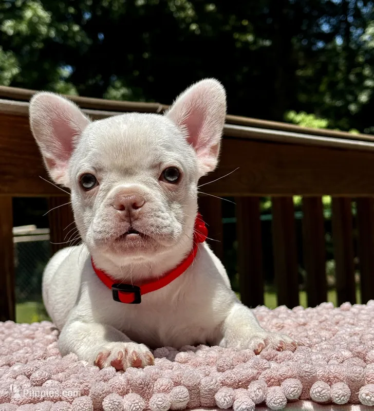 Cherry – French Bulldog puppy for sale in Greensboro, NC