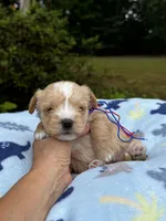 AKC Yorkie--Handy, a male Yorkshire Terrier for sale in Greensboro, NC – 8 of 8