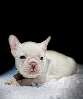 Gail, a female French Bulldog for sale in Greensboro, NC – 5 of 9