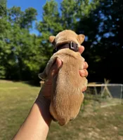 AKC Yorkie--Hero, a male Yorkshire Terrier for sale in Greensboro, NC – 5 of 8