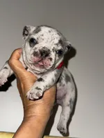 CHIPS, a male French Bulldog for sale in Greensboro, NC – 6 of 8