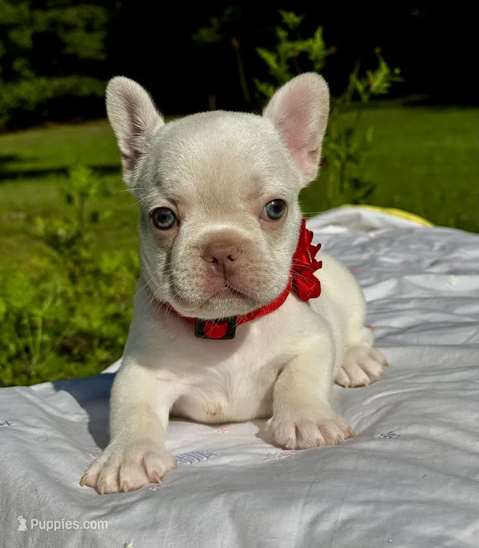 Cherry – French Bulldog puppy for sale in Greensboro, NC
