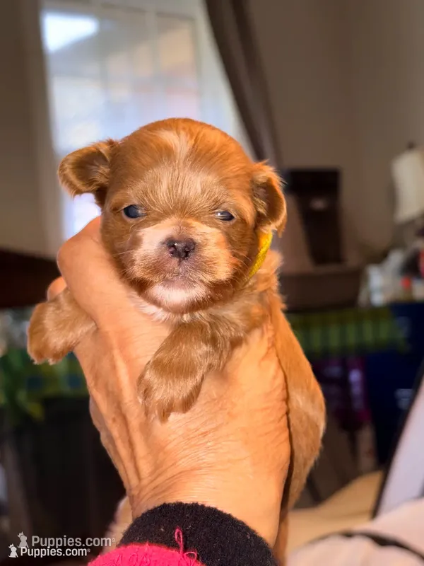 Tea Cup Korean Maltipoo -Pecan  – Maltipoo, Poodle - Toy  puppy for sale in Greensboro, NC
