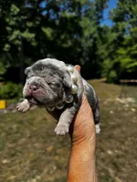 Molly, a female French Bulldog for sale in Greensboro, NC – 5 of 7