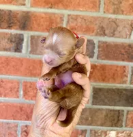 Pie, a male Maltipoo and Poodle - Toy  for sale in Greensboro, NC – 3 of 10