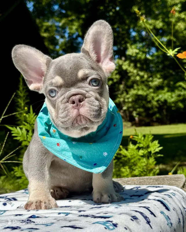 Duke – French Bulldog puppy for sale in Greensboro, NC