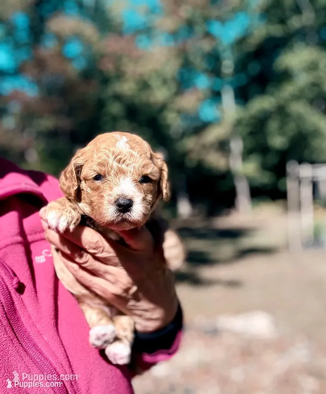 Korean Toy Maltipoo - Pumpkin  – Maltipoo, Poodle - Toy  puppy for sale in Greensboro, NC