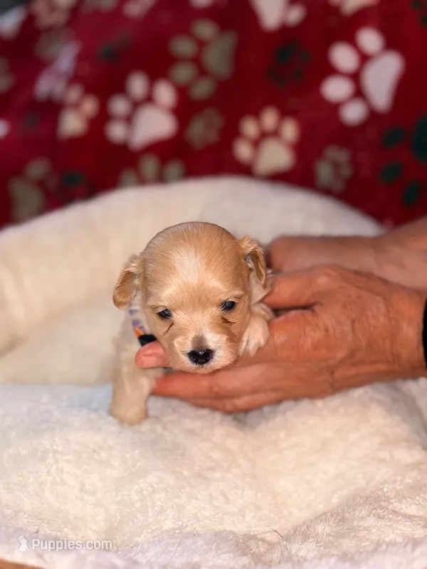 Korean Red toy Maltipoo-Apple – Maltipoo, Poodle - Toy  puppy for sale in Greensboro, NC