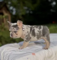 Molly, a female French Bulldog for sale in Greensboro, NC – 3 of 8