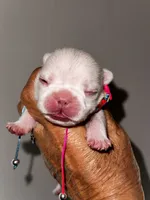 Cherry, a female French Bulldog for sale in Greensboro, NC – 6 of 8