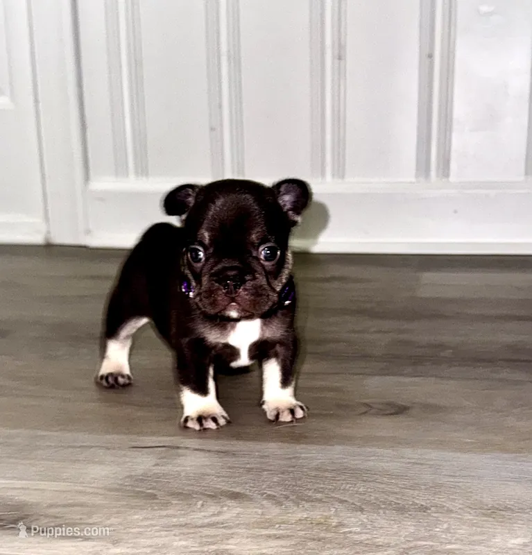 Millie – French Bulldog puppy for sale in Greensboro, NC
