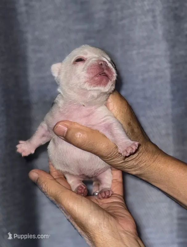Cherry – French Bulldog puppy for sale in Greensboro, NC
