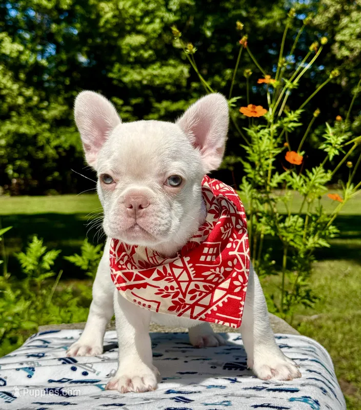 Cherry – French Bulldog puppy for sale in Greensboro, NC