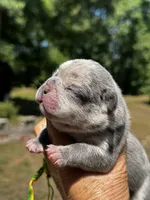 Moe, a male French Bulldog for sale in Greensboro, NC – 4 of 10