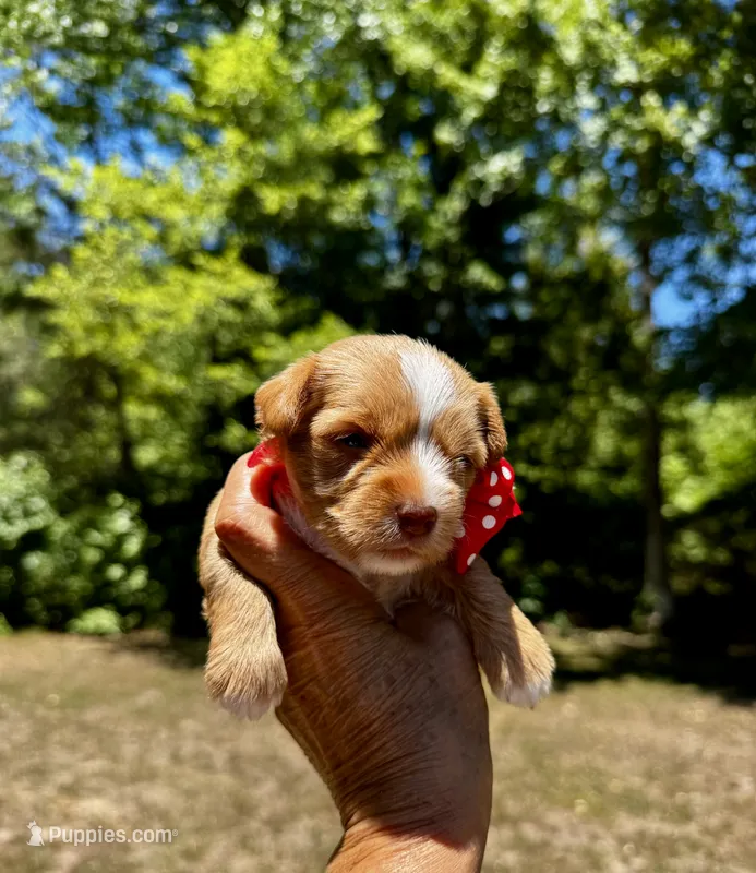 AKC Yorkie HONEY – Yorkshire Terrier puppy for sale in Greensboro, NC