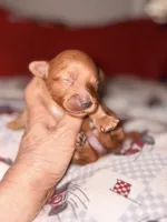 Amber-Korean Red Toy Maltipoo, a female Maltipoo and Poodle - Toy  for sale in Greensboro, NC – 8 of 10
