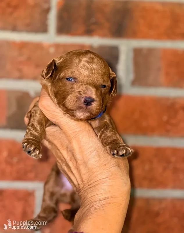 Archie-Korean toy  Maltipoo – Maltipoo, Poodle - Toy  puppy for sale in Greensboro, NC