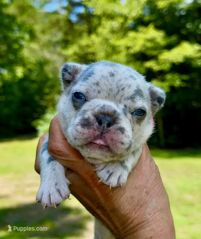 CHIPS – French Bulldog puppy for sale in Greensboro, NC