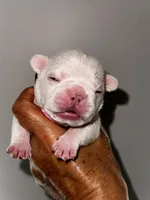 Gail, a female French Bulldog for sale in Greensboro, NC – 3 of 9