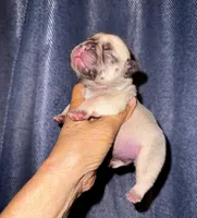 Miso, a male French Bulldog for sale in Greensboro, NC – 1 of 7