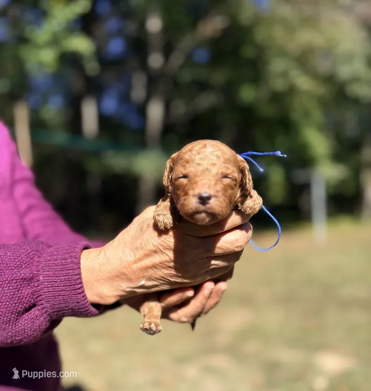 Archie-Korean toy  Maltipoo – Maltipoo, Poodle - Toy  puppy for sale in Greensboro, NC