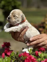 LEAF, a male Maltipoo and Poodle - Toy  for sale in Greensboro, NC – Photo 2 of 7