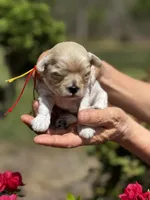 LEAF, a male Maltipoo and Poodle - Toy  for sale in Greensboro, NC – Photo 4 of 7