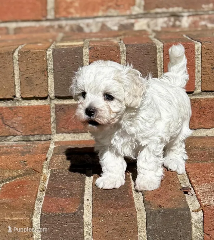 LEAF - Korean Maltipoo boy – Maltipoo, Poodle - Toy  puppy for sale in Greensboro, NC