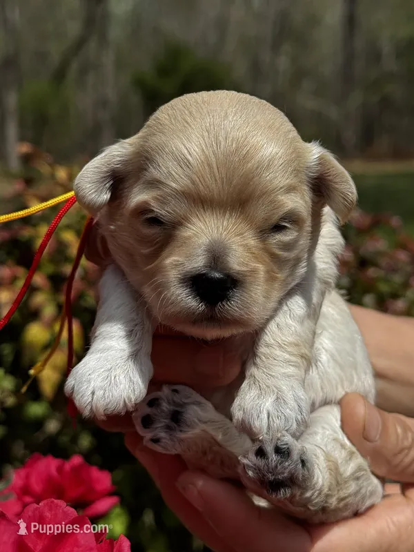 LEAF – Maltipoo, Poodle - Toy  puppy for sale in Greensboro, NC