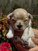 LEAF, a male Maltipoo and Poodle - Toy  for sale in Greensboro, NC – Photo 7 of 7