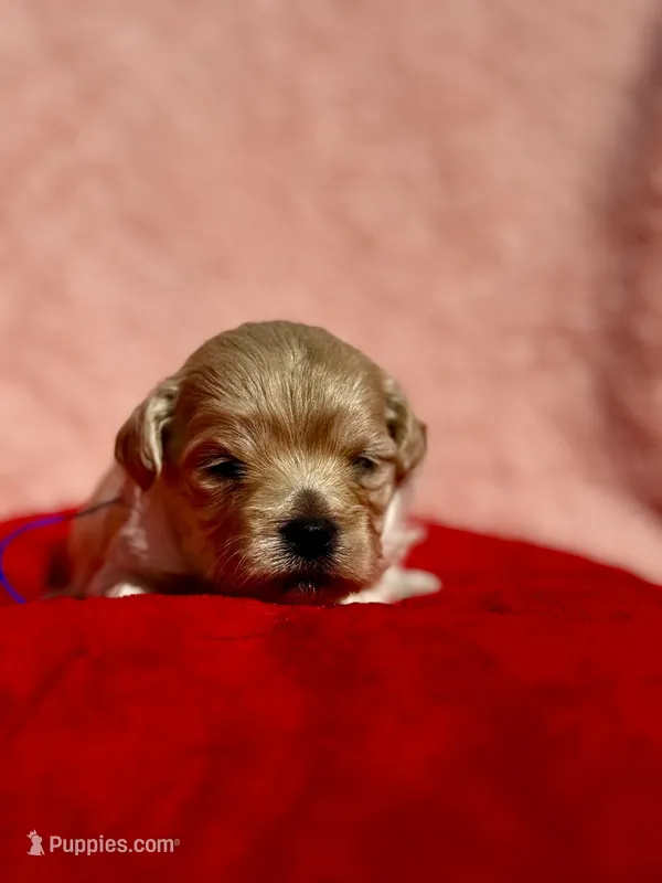 LEAF – Maltipoo, Poodle - Toy  puppy for sale in Greensboro, NC