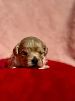 LEAF - Korean Maltipoo boy, a male Maltipoo and Poodle - Toy  for sale in Greensboro, NC – Photo 3 of 9