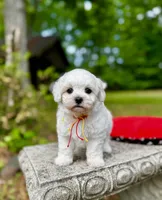 LEAF - Korean Maltipoo boy, a male Maltipoo and Maltese for sale in Greensboro, NC – 1 of 7