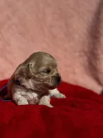 LEAF - Korean Maltipoo boy, a male Maltipoo and Poodle - Toy  for sale in Greensboro, NC – Photo 2 of 9