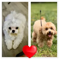 LEAF - Korean Maltipoo boy, a male Maltipoo and Maltese for sale in Greensboro, NC – 7 of 7