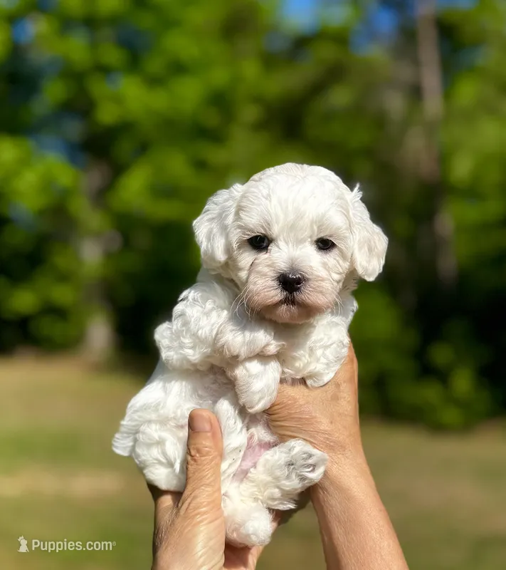 LEAF - Korean Maltipoo boy – Maltipoo, Poodle - Toy  puppy for sale in Greensboro, NC