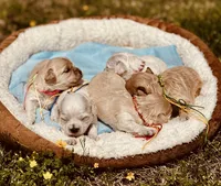 LEAF, a male Maltipoo and Poodle - Toy  for sale in Greensboro, NC – Photo 6 of 7