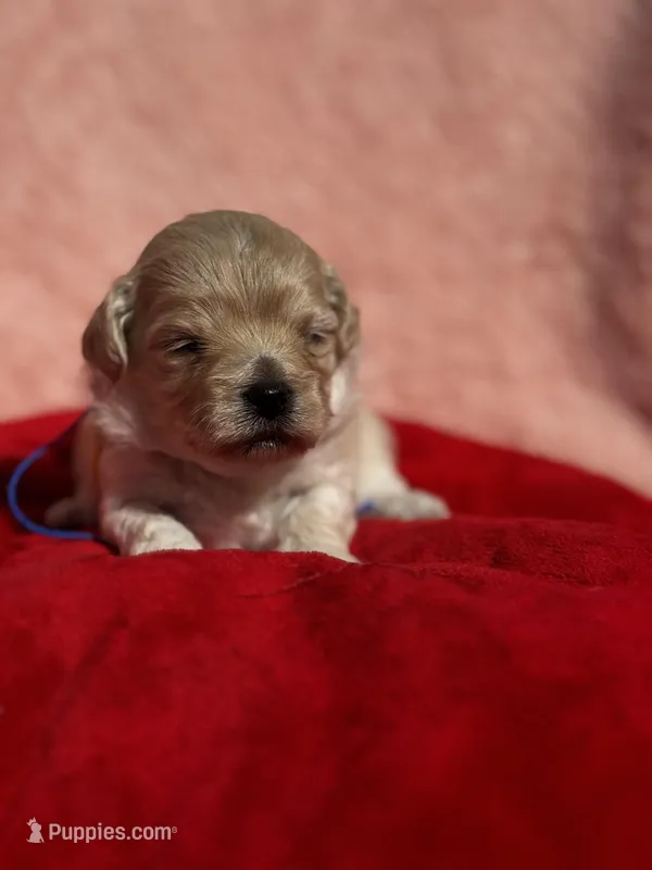 LEAF – Maltipoo, Poodle - Toy  puppy for sale in Greensboro, NC