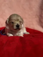 LEAF - Korean Maltipoo boy, a male Maltipoo and Poodle - Toy  for sale in Greensboro, NC – Photo 1 of 9