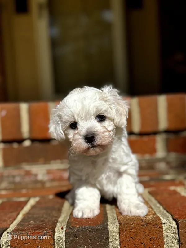 LEAF - Korean Maltipoo boy – Maltipoo, Poodle - Toy  puppy for sale in Greensboro, NC