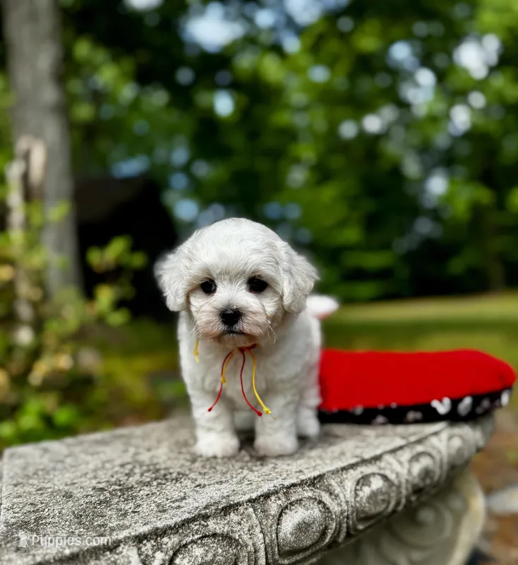 LEAF - Korean Maltipoo boy – Maltipoo, Poodle - Toy  puppy for sale in Greensboro, NC