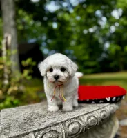 LEAF - Korean Maltipoo boy, a male Maltipoo and Maltese for sale in Greensboro, NC – 3 of 7