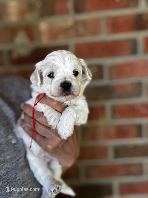 LEAF - Korean Maltipoo boy – Maltipoo, Poodle - Toy  puppy for sale in Greensboro, NC