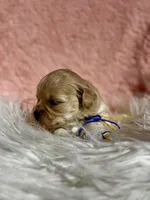 LEAF - Korean Maltipoo boy, a male Maltipoo and Poodle - Toy  for sale in Greensboro, NC – Photo 9 of 9