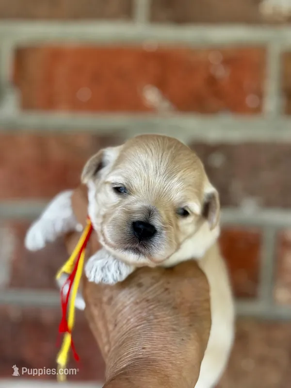 LEAF – Maltipoo, Poodle - Toy  puppy for sale in Greensboro, NC