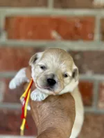 LEAF, a male Maltipoo and Poodle - Toy  for sale in Greensboro, NC – Photo 1 of 7