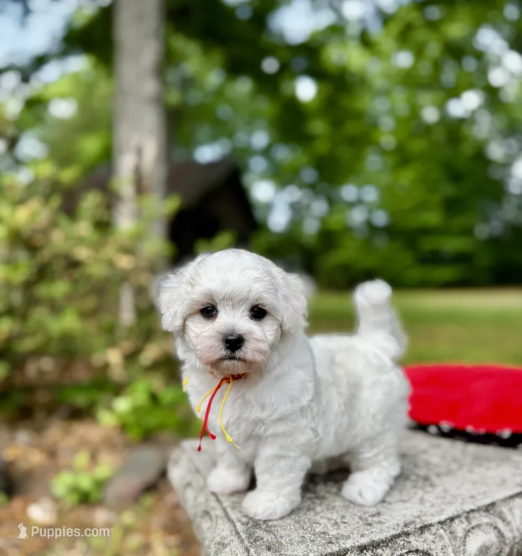 LEAF - Korean Maltipoo boy – Maltipoo, Poodle - Toy  puppy for sale in Greensboro, NC