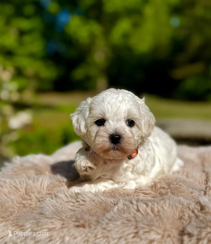 LEAF - Korean Maltipoo boy – Maltipoo, Poodle - Toy  puppy for sale in Greensboro, NC