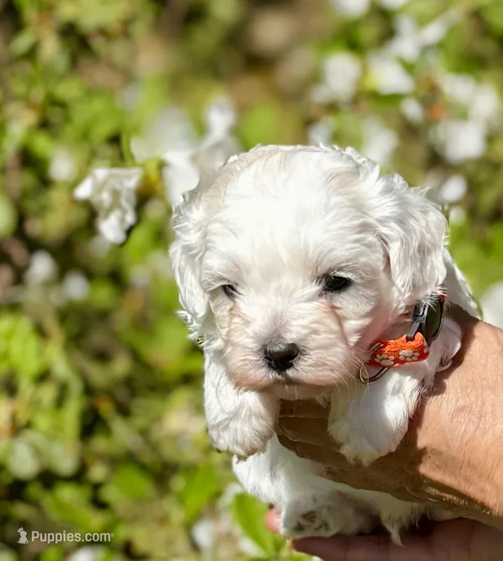 LEAF - Korean Maltipoo boy – Maltipoo, Poodle - Toy  puppy for sale in Greensboro, NC
